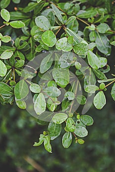 Terminalia ivorensis leaves in nature garden