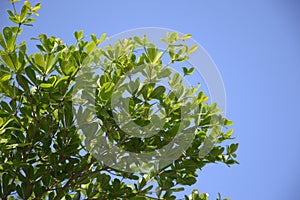 Terminalia ivorensis leaves in nature garden