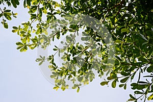 Terminalia ivorensis leaves in nature garden