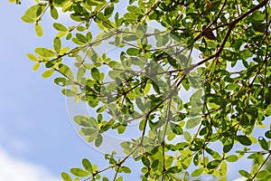 Terminalia ivorensis leaves in nature garden