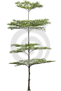 Terminalia ivorensis tree isolated on white bakcground, clipping