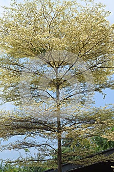 Terminalia Mantaly H.Perrier (Combretaceae) Satellite Tree photo