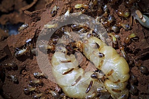 Termite photo