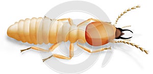 Termite