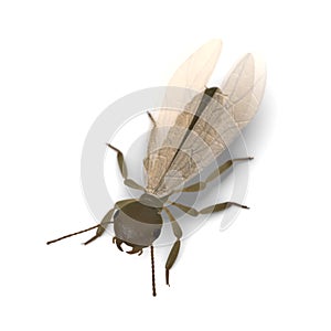 Termite alate (with wings)