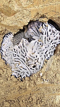 Termite ant nests are like underground cities