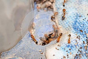 Termite attack - close up of termites