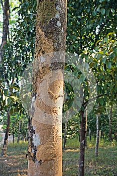 Termite caste pathway on living tree trunk