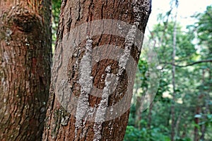 Termite caste pathway on living tree trunk, tropical forest Thailand