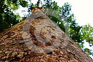 Termite caste pathway on living tree trunk, tropical forest Thailand