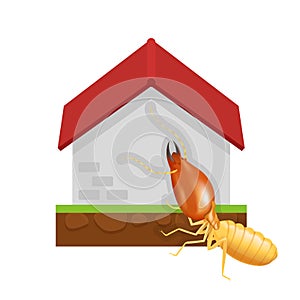 Termite and cement house isolated on white background, icon insect species termite ant eaten cement home decay, symbol damaged