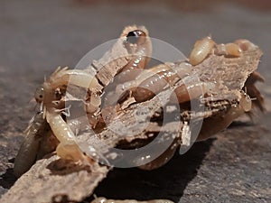 Termite colony, wood destroying animals