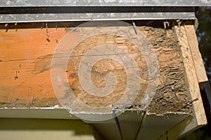 Termite Damage