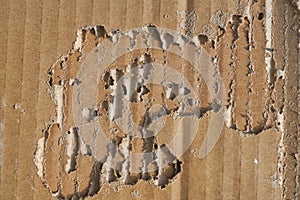 Termite damage on corrugated paper box