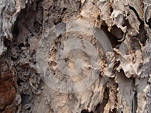 Termite damage old rotten tree