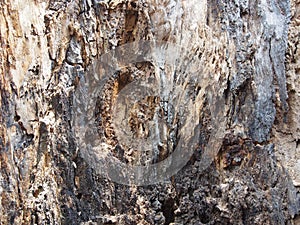 Termite damage old rotten tree