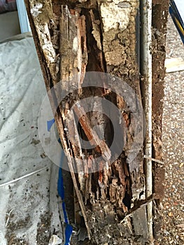 Termite Damage in a Door Window Frame