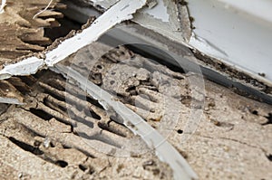 Termite damage rotten wood eat nest destroy concept photo