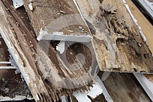 Termite damage rotten wood eat nest destroy concept