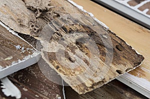 Termite damage rotten wood eat nest destroy concept