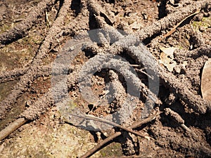 Termite damage wood eat nest destroy.