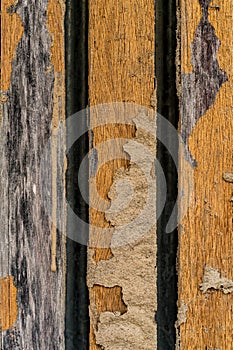 Termite damage on wooden fence