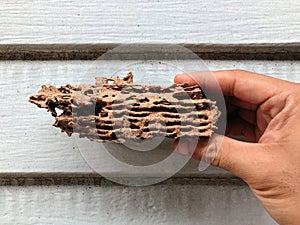 Termite damage wooden piece in man hand - Pest control problem