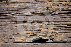 Termite damage wooden wall