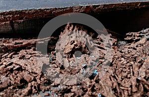 Termite damaged wood pile close up detail - construction pest control problem