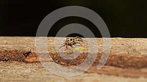 Termite hide in their tunnel