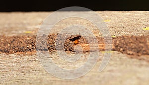 Termite hide in their tunnel