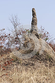 Termite hill