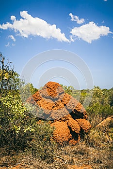 Termite hill