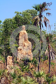 Termite hill Australia