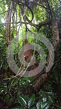 Termite Hill in the forest