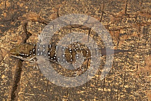 Termite hill geckos are fairly large geckos which bear distinct bands on their dorsum.