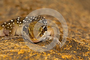 Termite hill geckos are fairly large geckos which bear distinct bands on their dorsum.