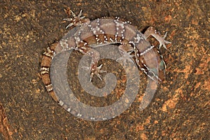 Termite hill geckos are fairly large geckos which bear distinct bands on their dorsum.