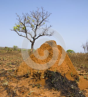 Termite hill in Madagacar central