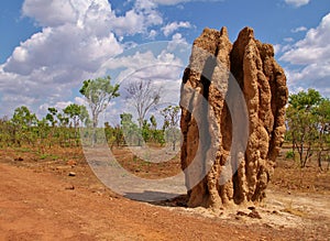 Termite hill, mound