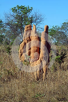 Termite hill