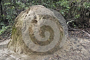 Termite hill