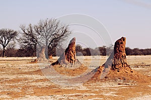 Termite hills in Namibia Africa