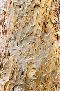 Termite holes wooden background