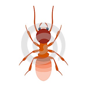 Termite illustration.