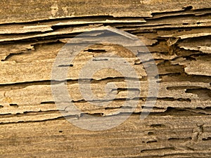 Termite infested wood close up.