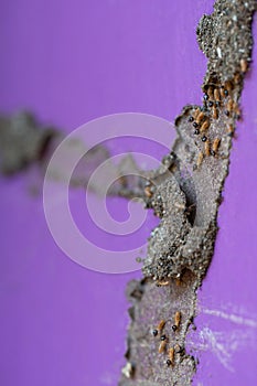 Termite insect theme