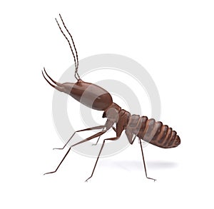 Termite on isolated whited background 3d illustration