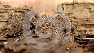 Termite, Isoptera on wooden background photo