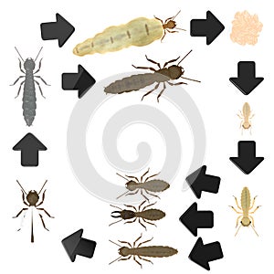 Termite life cycle